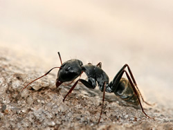 CT Carpenter Ant Control