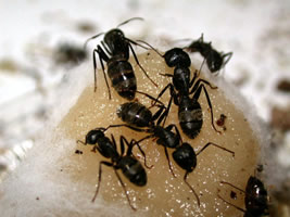 Carpenter Ant CT Winter