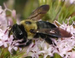 CT Carpenter Bees Control Treatment