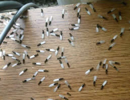 Termite Swarm Pest Control CT