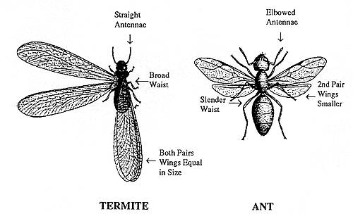 Ant Control CT Carpenter Ants - Black Ants